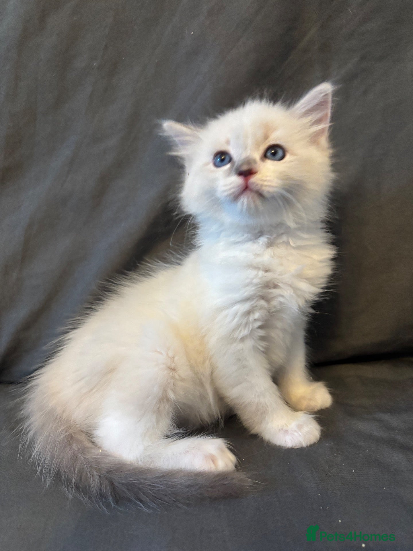 Ragdoll cats lAST Extremely  loving playful gorgeous RAGDOLL  - Advert 15