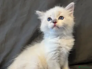 Ragdoll cats lAST Extremely loving playful gorgeous RAGDOLL - Advert 15