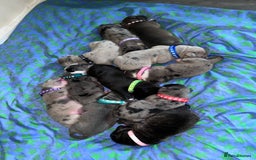 Mixed Breed dogs for sale: American bulldog X cane corso pups - Image 1