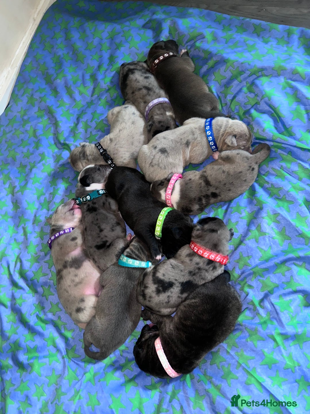 Mixed Breed dogs for sale: American bulldog X cane corso pups - Image 1