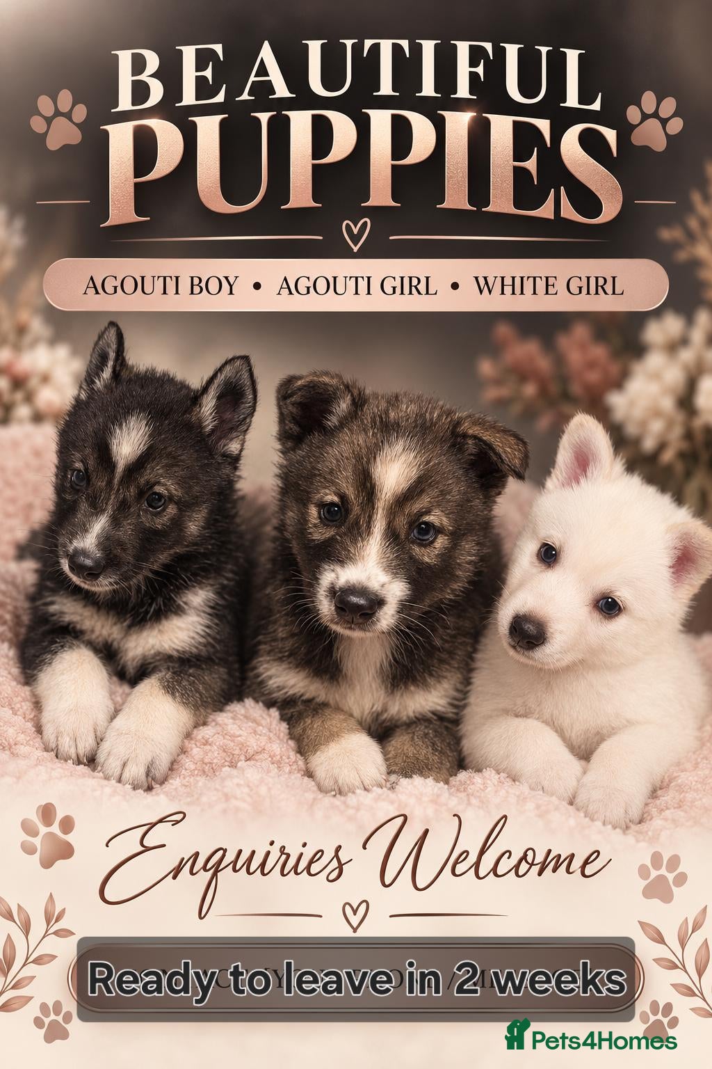Siberian Husky dogs Pedigree Husky pups - Advert 1
