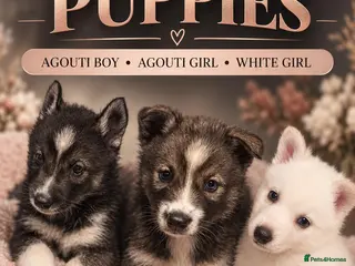 Siberian Husky dogs Pedigree Husky pups - Advert 1