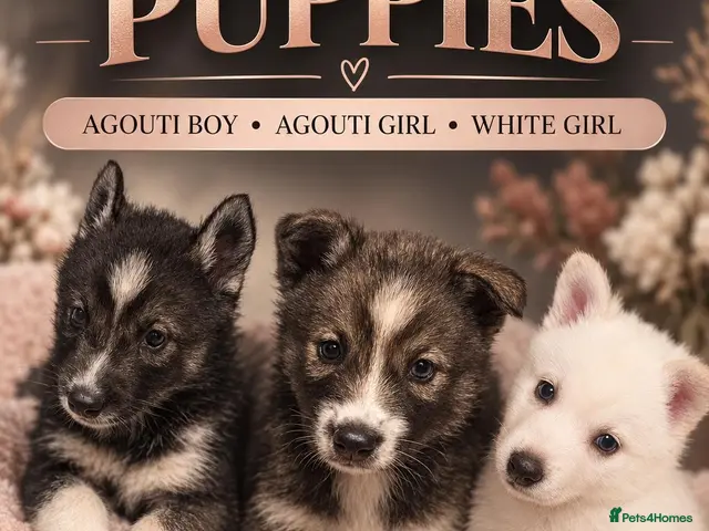 Siberian Husky dogs Pedigree Husky pups - Advert 1