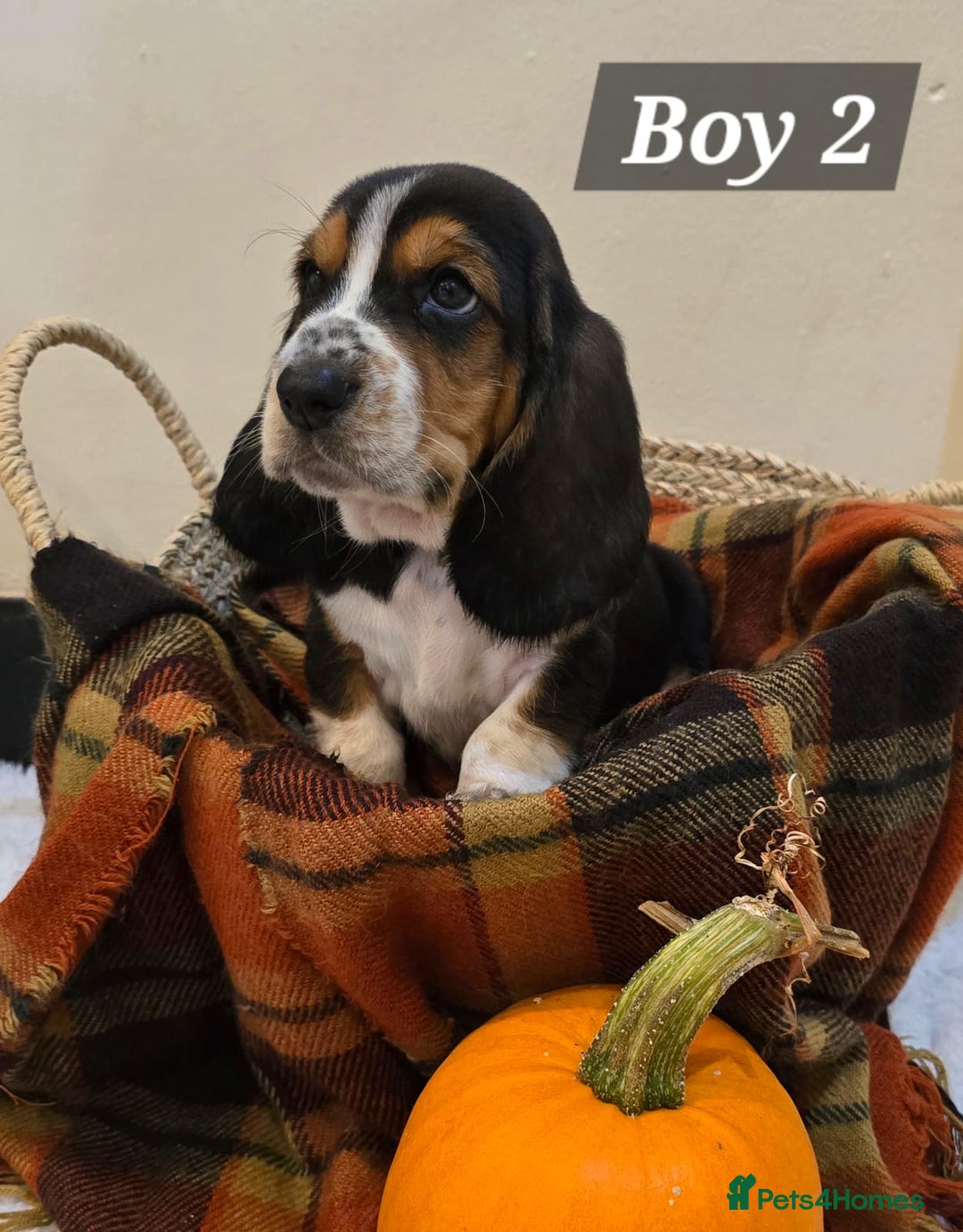 Basset Hound dogs for sale: Stunning Bassett Hound puppies - Image 9