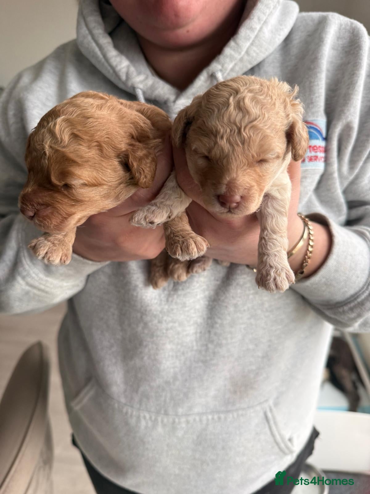 Cockapoo dogs F2b Cockapoo puppies for sale - Advert 4