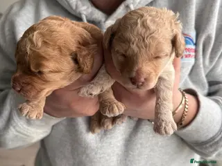 Cockapoo dogs F2b Cockapoo puppies for sale - Advert 4