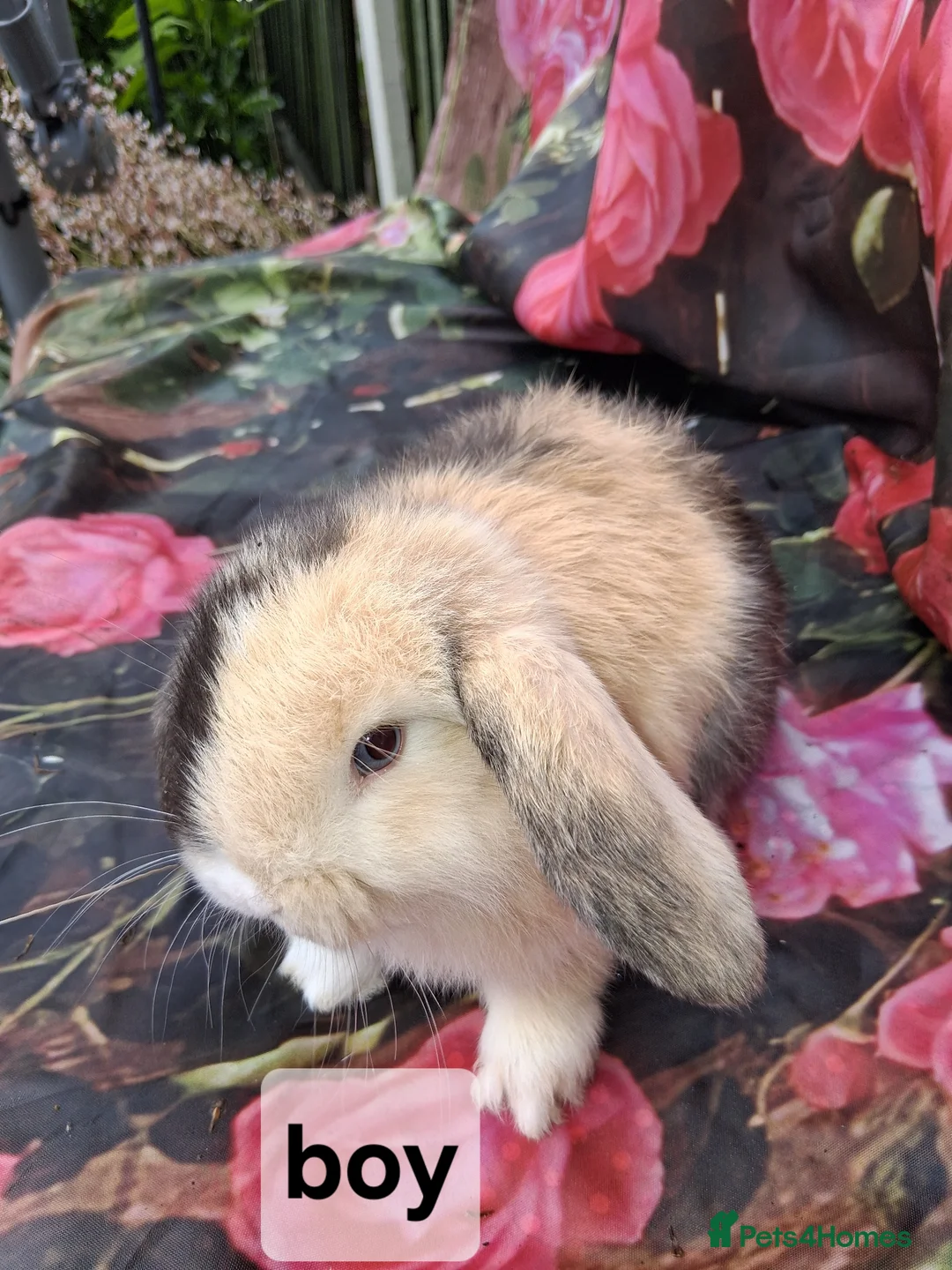 Mini Lop rabbits for sale: Mini lop babies - Advert 1