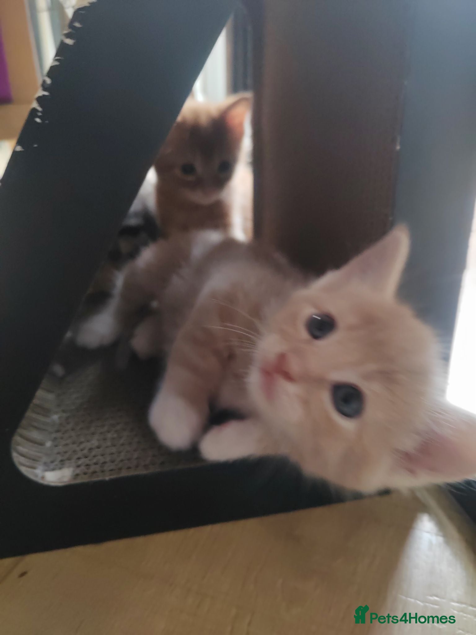 Mixed Breed cats Adorable kittens are looking for lovely home  - Advert 2