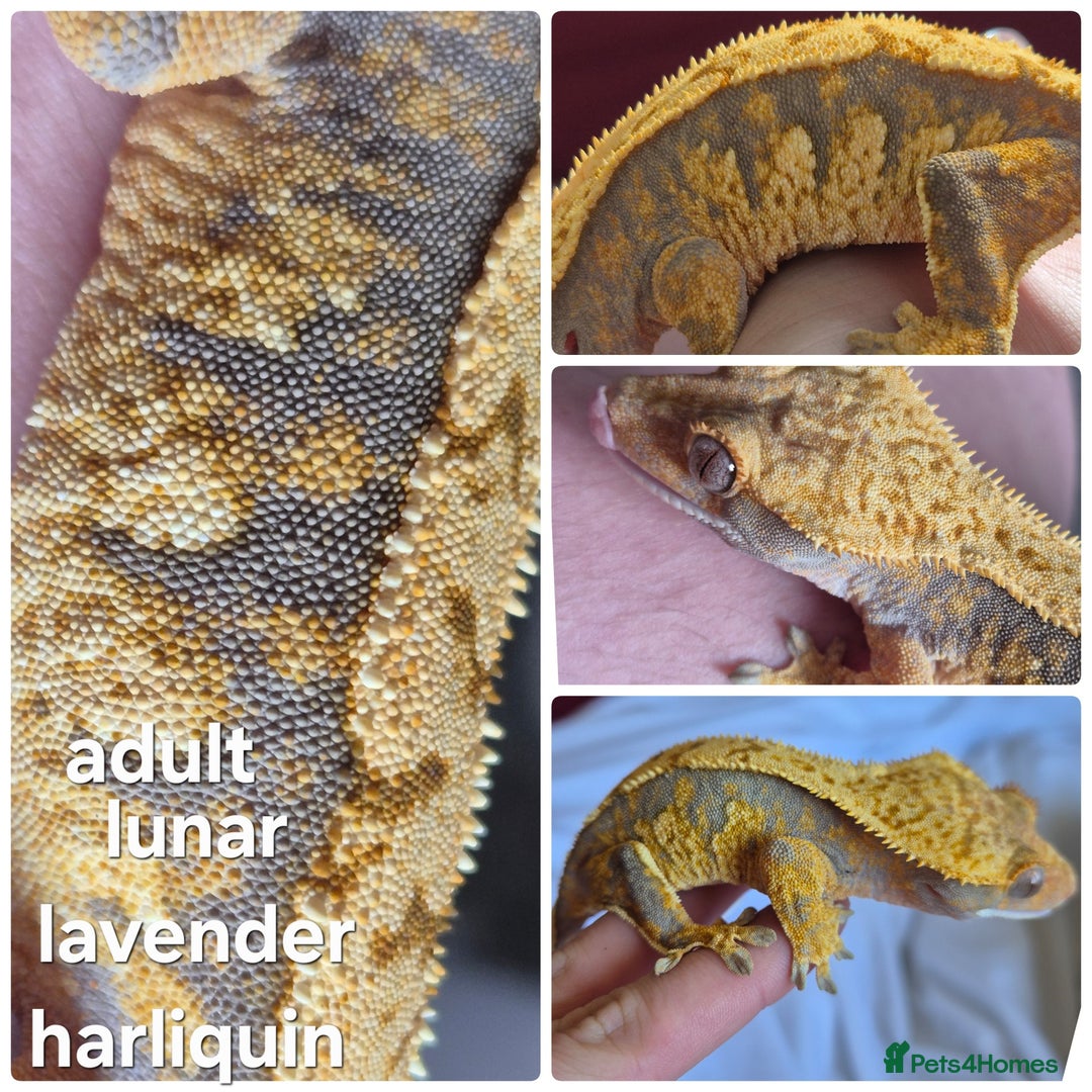 Gecko reptiles for sale: Beautiful Unsexed Crested Geckos ⬇️  - Image 4