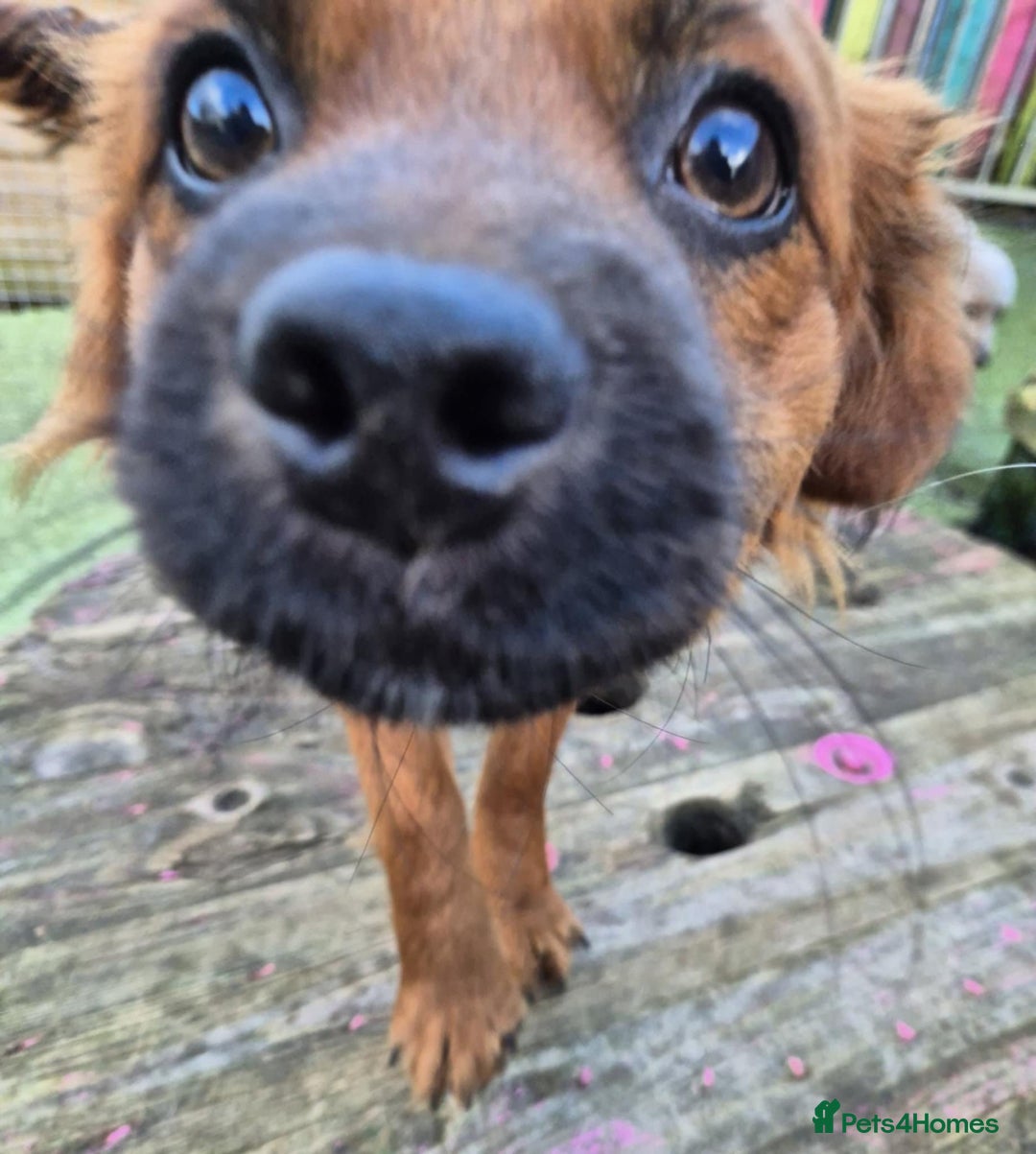 Mixed Breed dogs for adoption: Robin - In Ayr Looking for a home  - Advert 2