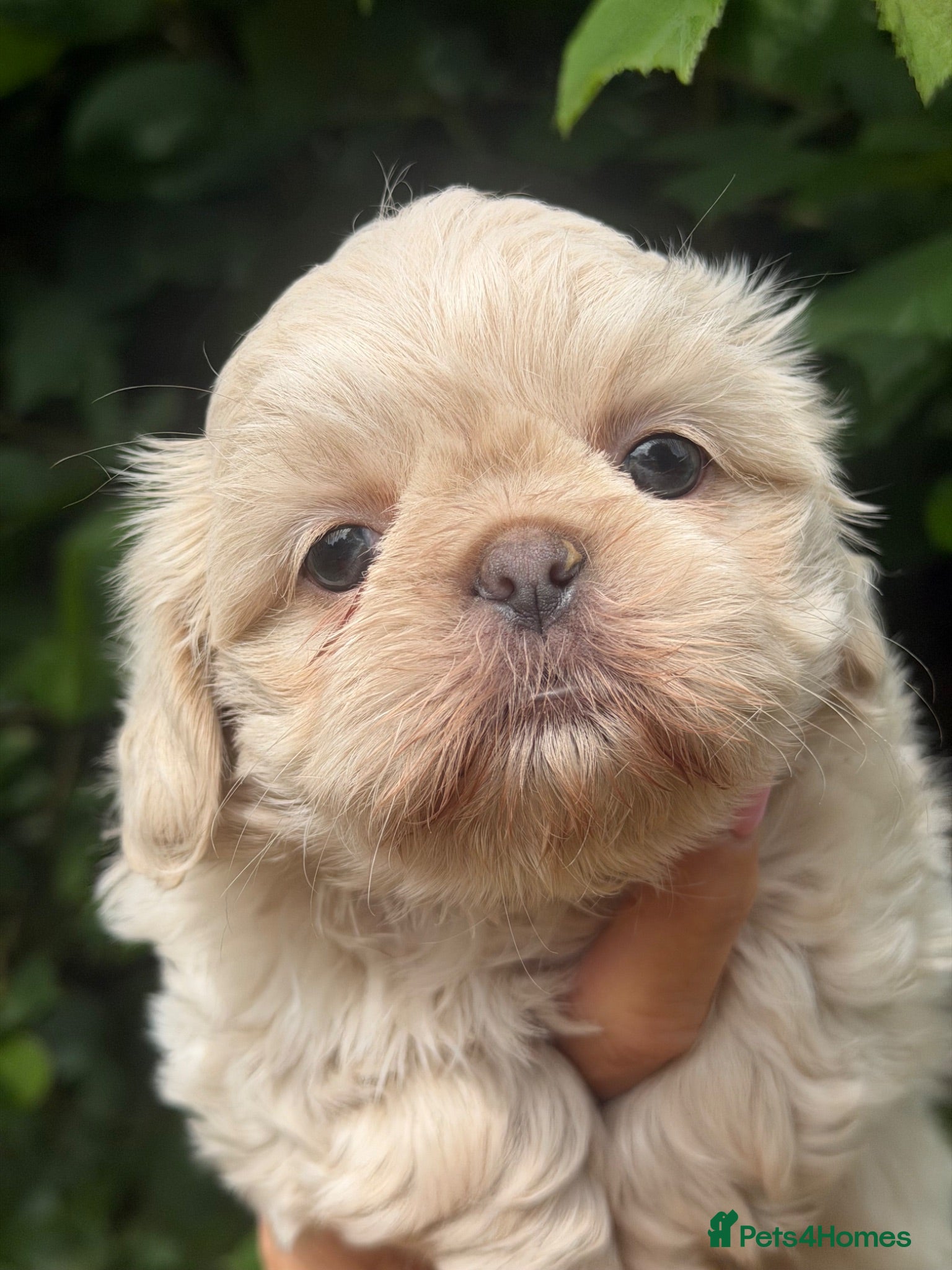 Shih Tzu dogs Stunning shihtzus  - Advert 1