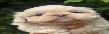 Shih Tzu 4