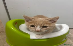 Domestic Shorthair cats for sale: Five kittens for sale  - Image 7