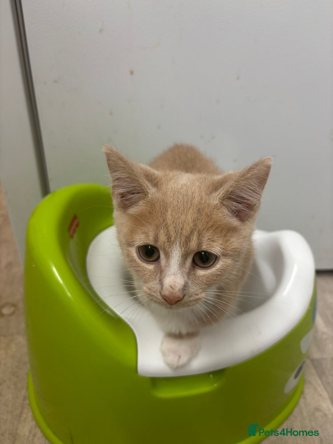 Domestic Shorthair cats for sale: Five kittens for sale  - Image 7