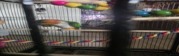 Parrots birds for sale: Pair of Bonded Caique Parrots - Advert 8