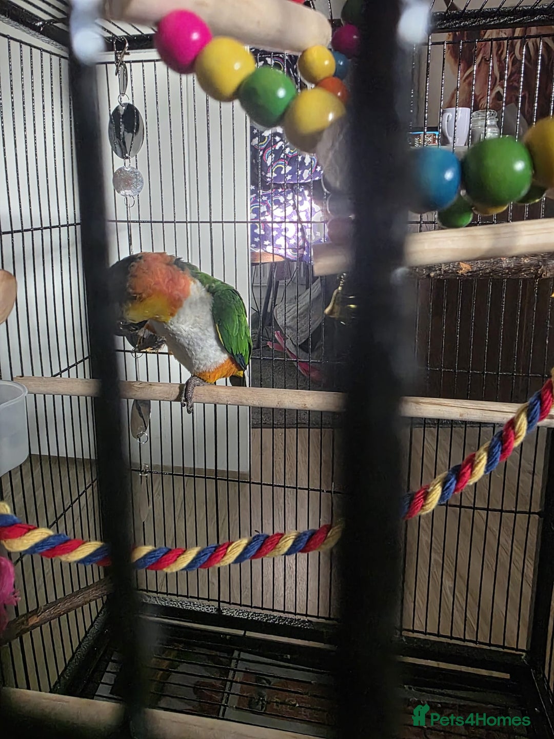 Parrots birds for sale: Pair of Bonded Caique Parrots - Advert 8