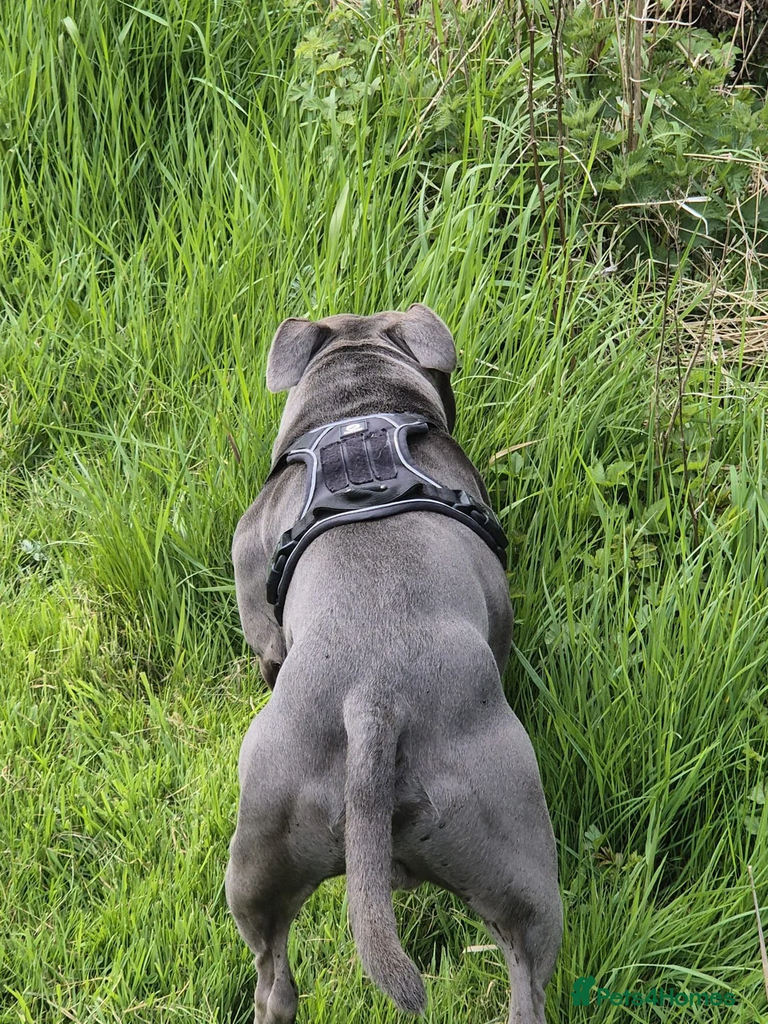 Staffordshire Bull Terrier dogs for stud: Blue staffy stud 3 year old - Advert 5