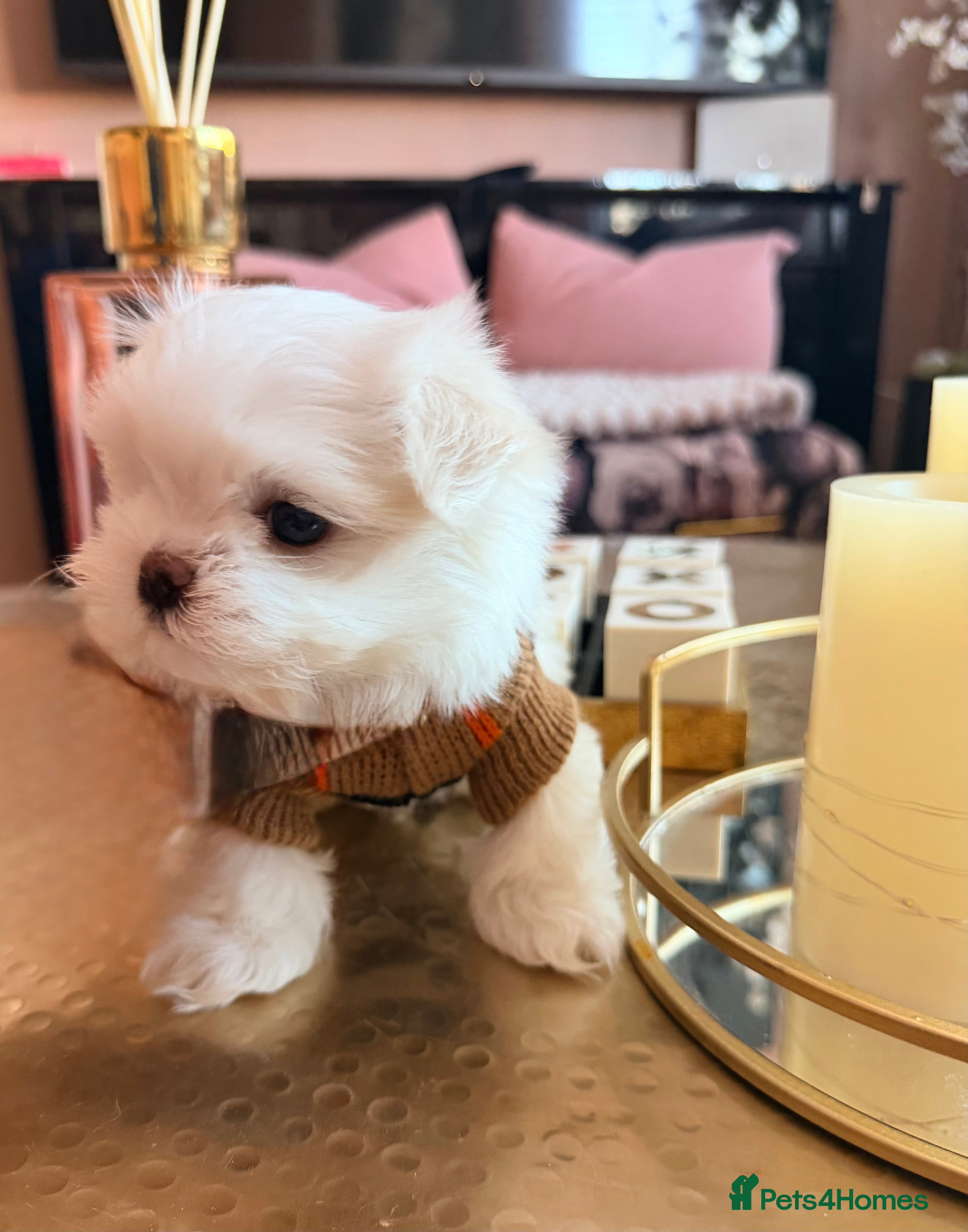 Maltese dogs Bambelina Full Korean Bloodline Maltese - Advert 14