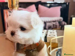 Maltese dogs Bambelina Full Korean Bloodline Maltese - Advert 14