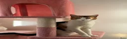 British Shorthair cats for sale:  1 year Lovely calico cat looking for a new home!! - Advert 8