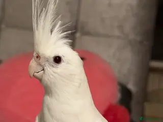Cockatiels birds Albino Cockatiel For Sale - Advert 10
