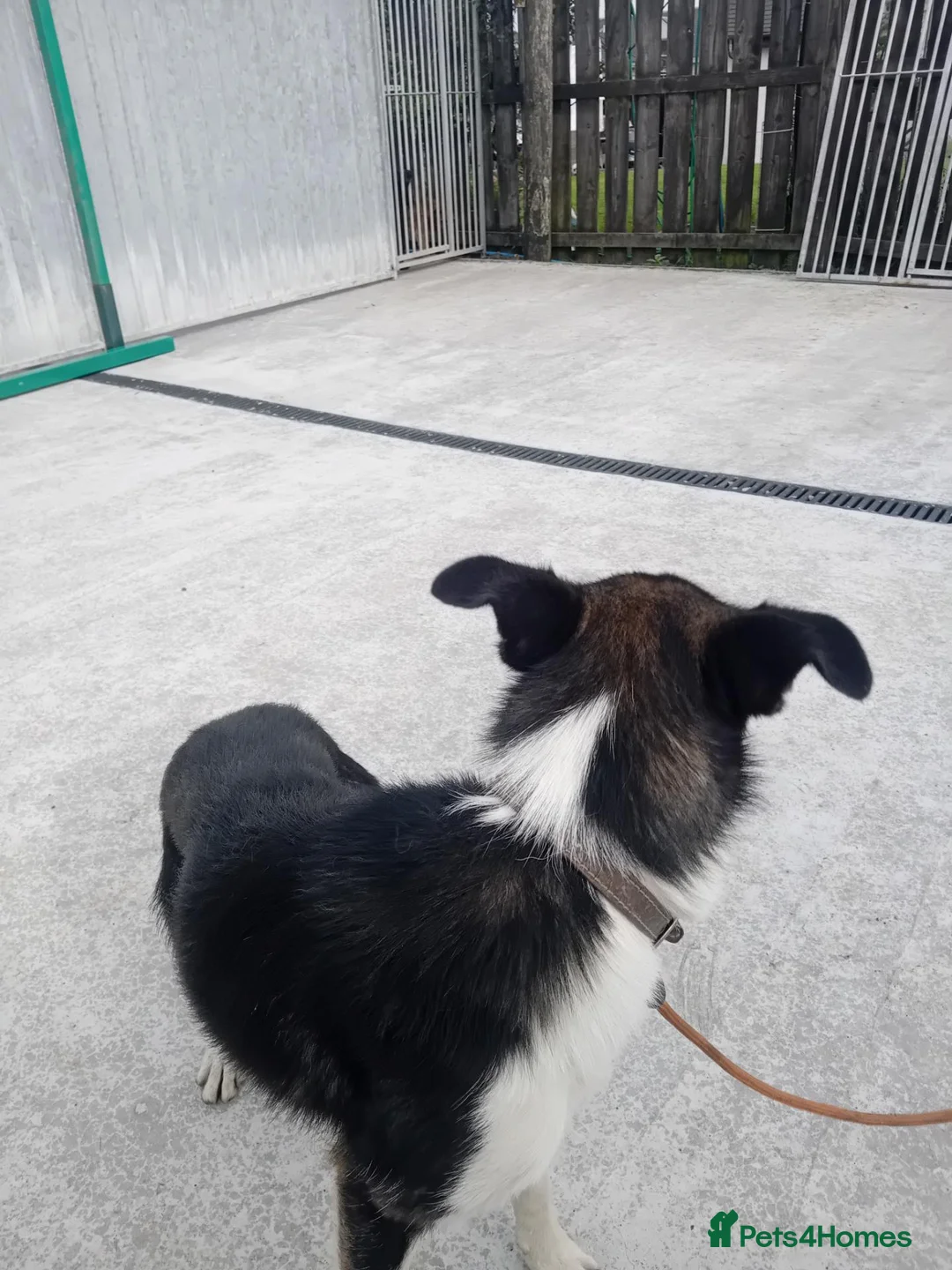 Border Collie dogs for sale: 15 month old border collie  - Advert 2