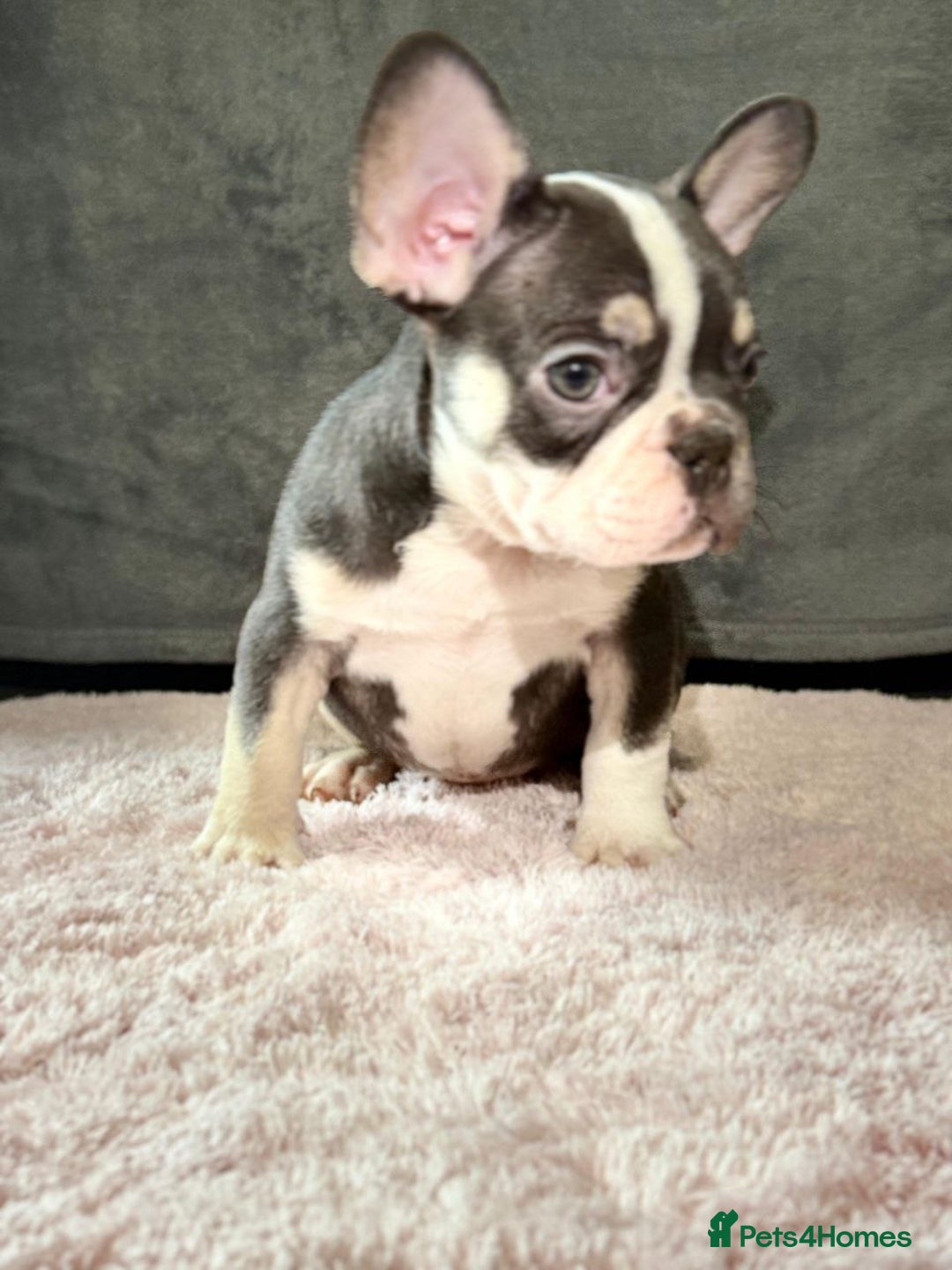 French Bulldog dogs for sale: SNUGGLY FRENCH BULLDOG PUPPIES - Image 2