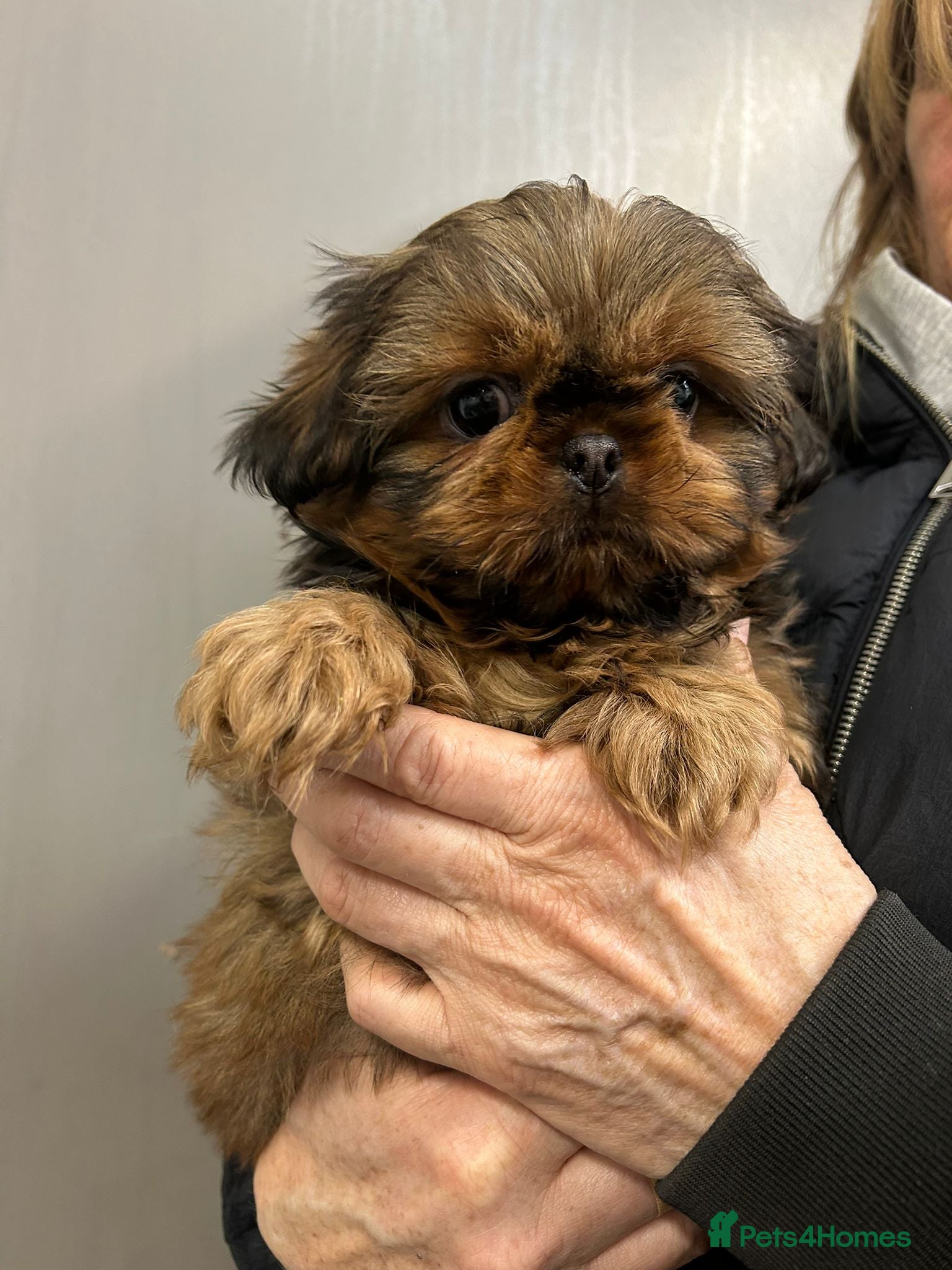Shih Tzu dogs Top Quality KC Reg. Karashishi Shih Tzu Puppies  - Advert 2