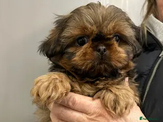 Shih Tzu dogs Top Quality KC Reg.Imperial Shih Tzu Puppies - Advert 1