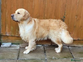 Golden Retriever dogs Cesarka Golden Retrievers in Conwy - Advert 10
