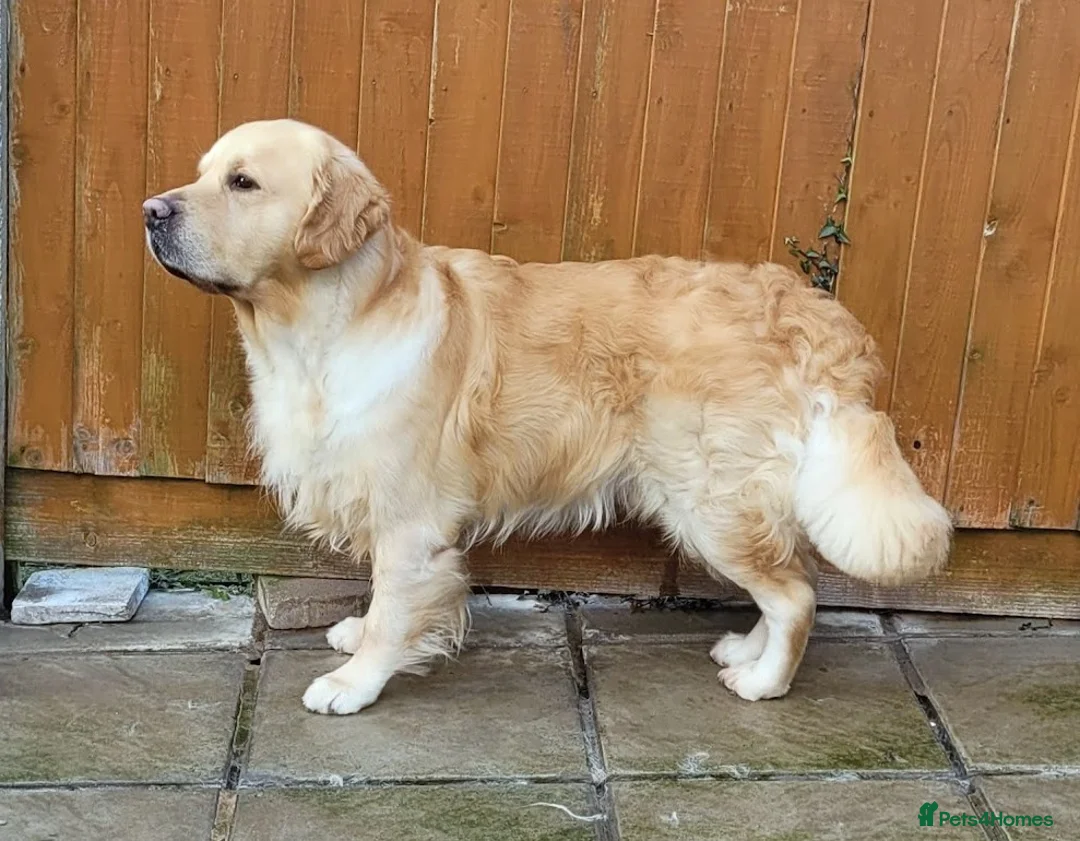 Golden Retriever dogs for stud: Cesarka Golden Retrievers in Conwy - Advert 1
