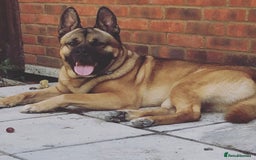 Mixed Breed dogs for sale: Beautiful Akita x belgium Mali - Image 2
