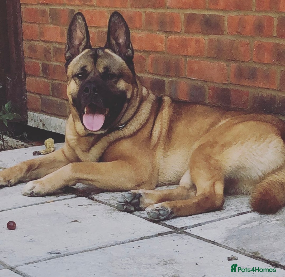 Mixed Breed dogs for sale: Beautiful Akita x belgium Mali - Image 2