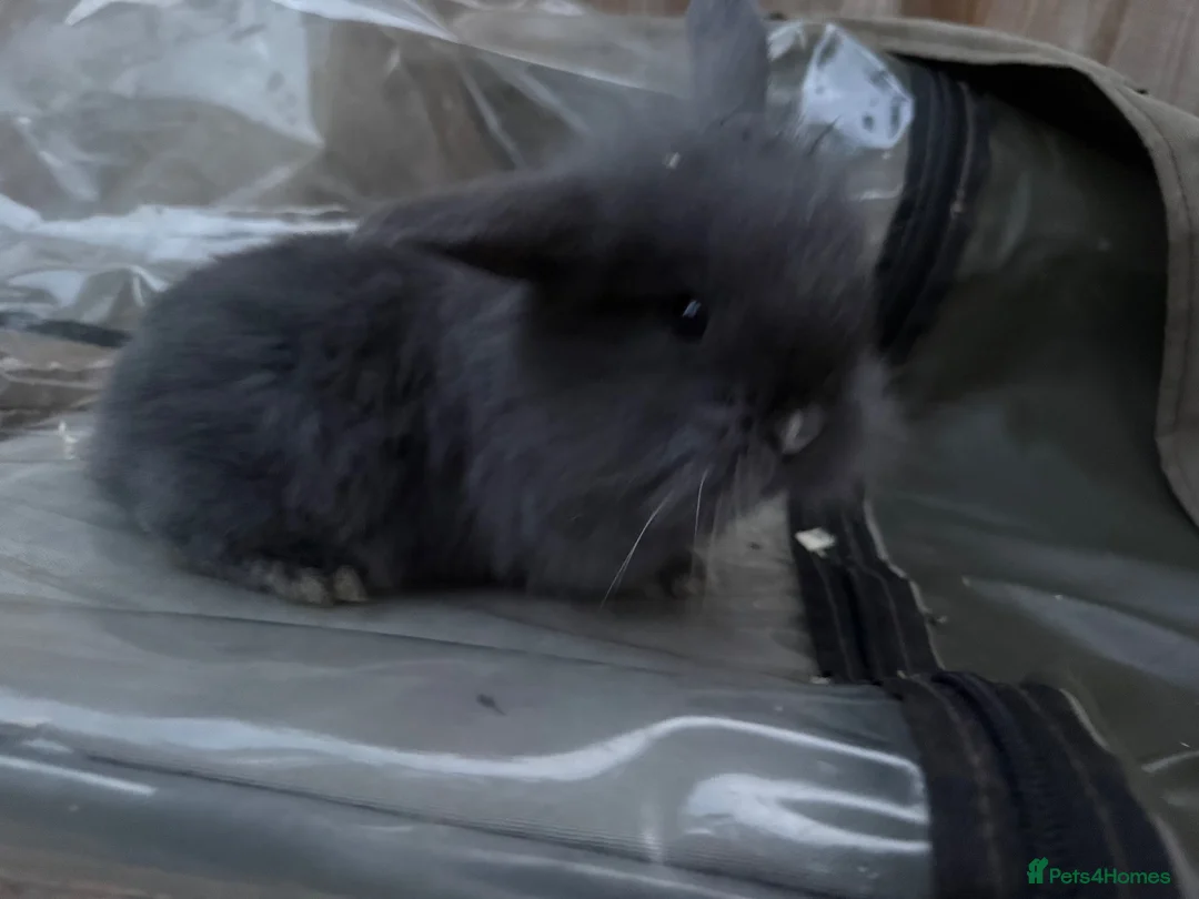 Mini Lion Lop rabbits for sale:  Baby mini lion lops born on 12 August  - Advert 18