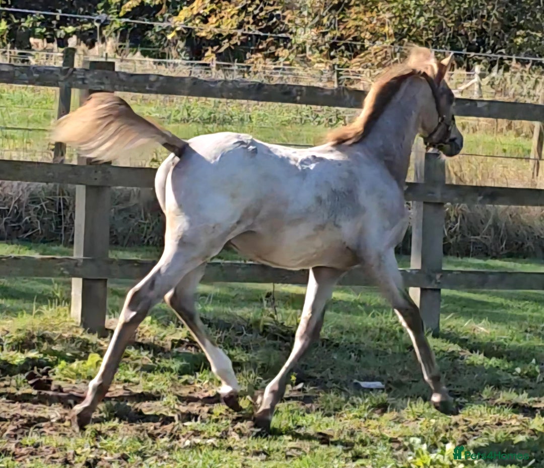 Welsh Section B horses for sale: Ready to leave! Welsh sec b roan colt foal  - Image 5