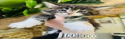Maine Coon cats for sale: Stunning pedigree Maine coon kittens TICA - Advert 2