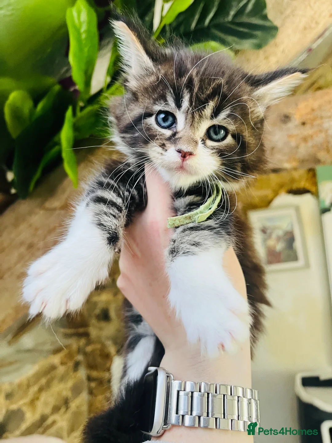 Maine Coon cats for sale: Stunning pedigree Maine coon kittens TICA - Advert 2