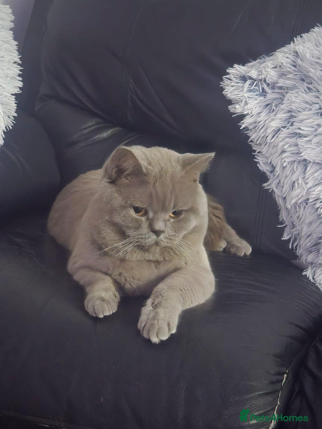 British Shorthair cats for stud: Lilac BSH proven STUD - Advert 3