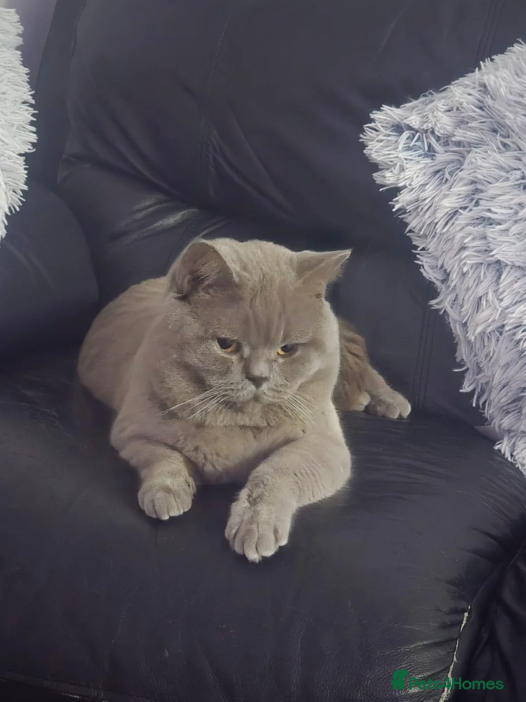 British Shorthair cats for stud: Lilac BSH proven STUD - Advert 3