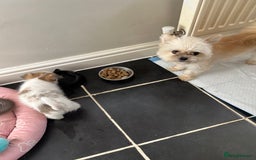Pomchi dogs for sale: Beautiful Male pomchi pup - Image 7