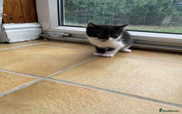 Mixed Breed cats for sale: Two male tuxedo kittens  - Image 2