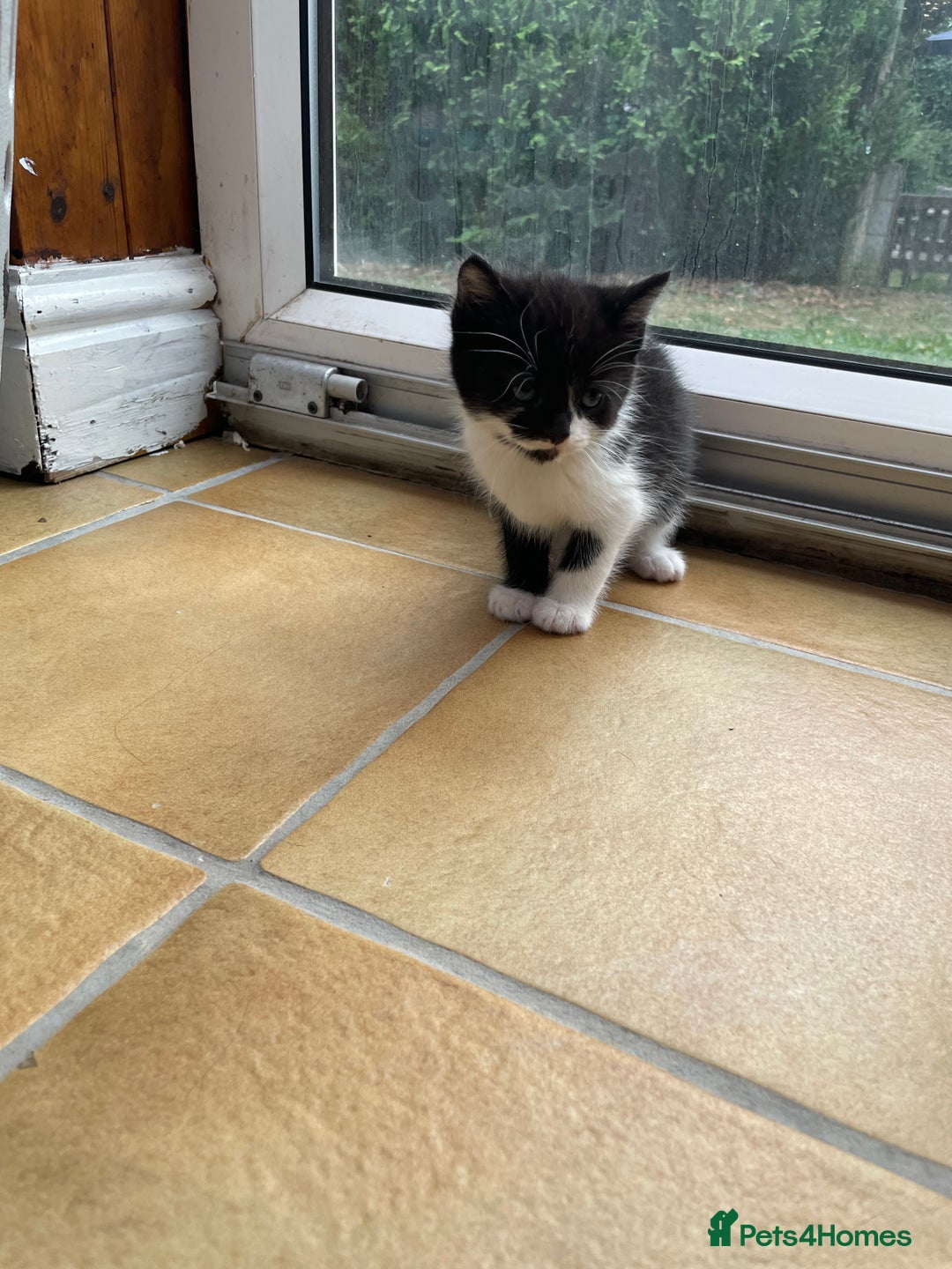 Mixed Breed cats for sale: Two male tuxedo kittens  - Image 2
