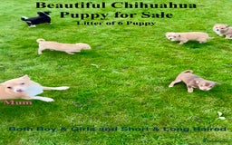 Chihuahua dogs for sale: Beautiful Chihuahua Puppies For Sale - Advert 1