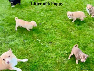 Chihuahua dogs Beautiful Chihuahua Puppies For Sale - Advert 5