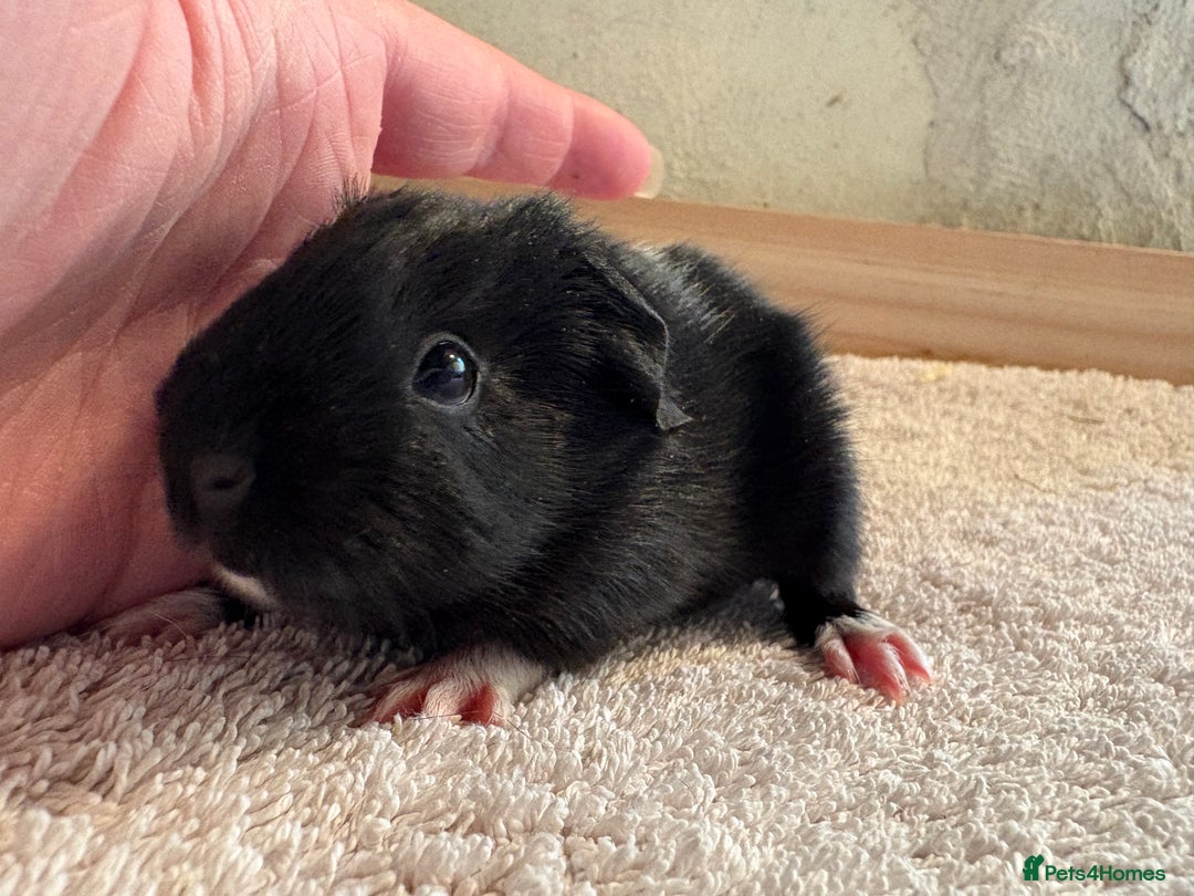 Guinea Pig rodents for sale: Pair of female guinea pigs  - Image 4