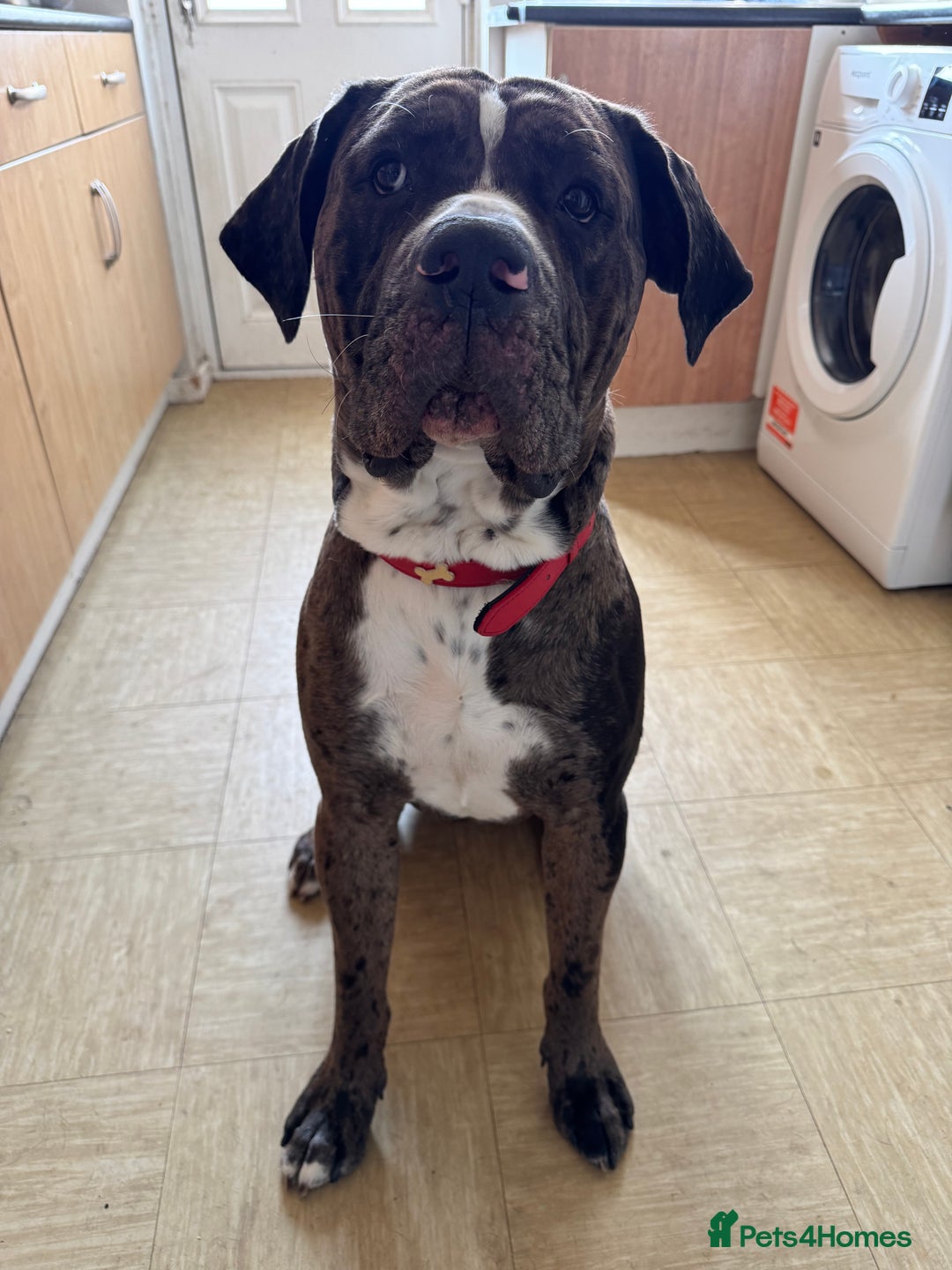 Mixed Breed dogs for sale: Rocco - Advert 7