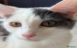 British Shorthair cats for sale: 3 kittens wanting forever homes  in Barnsley - Image 4