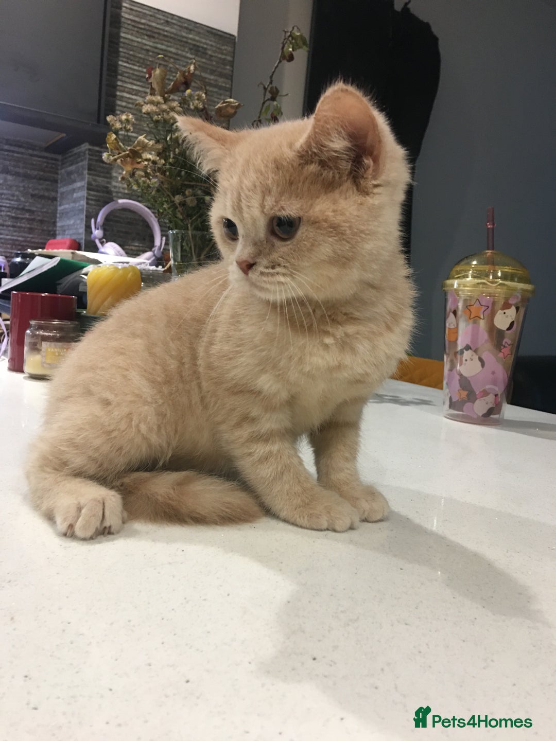 British Shorthair cats for sale: Only 2 baby boys left Stunning fluffy kittens  - Image 13