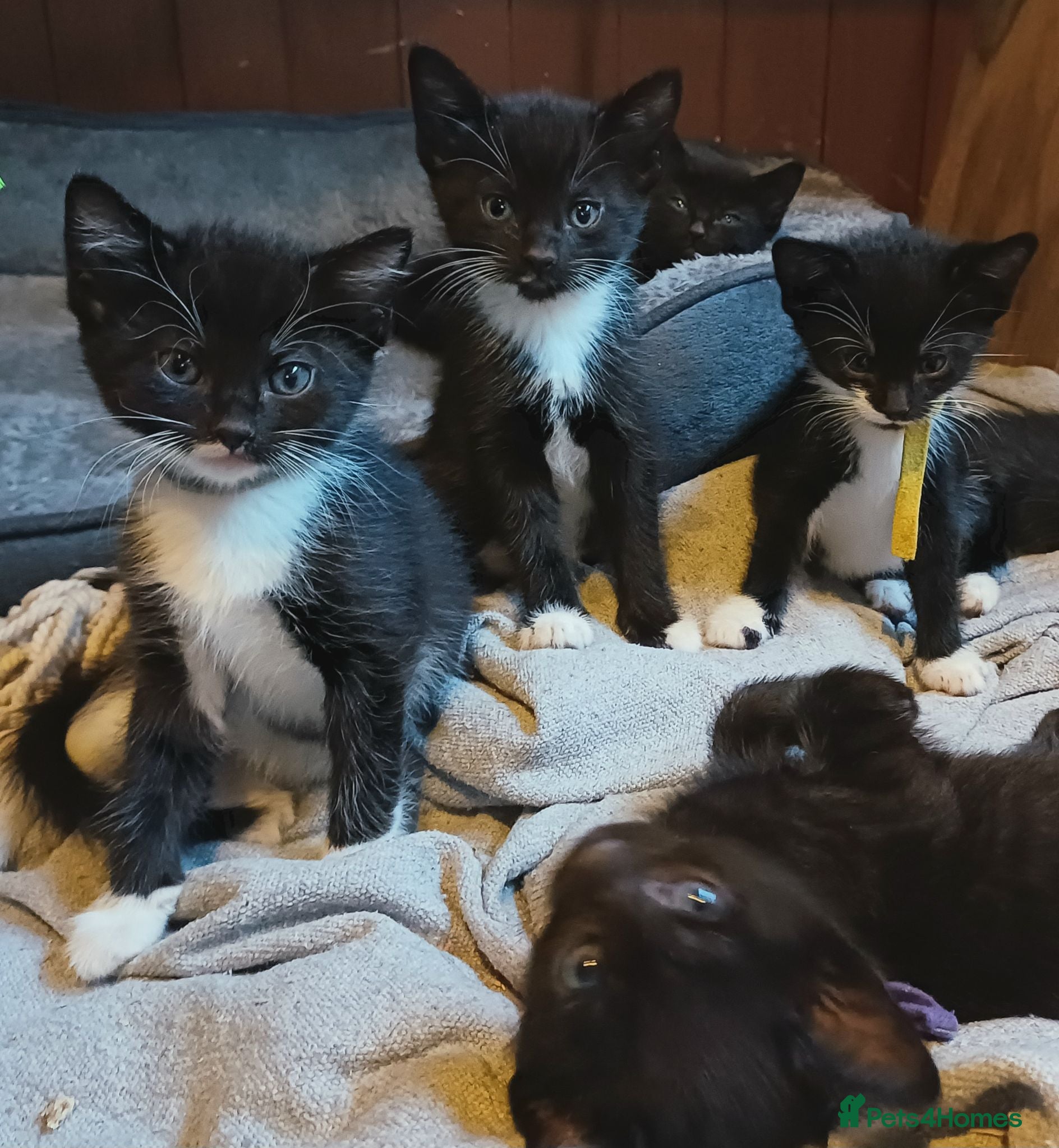 Mixed Breed cats Fun.loving kittens currently 6.5 weeks old - Advert 1