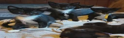 Mixed Breed cats for sale: JUST 1 Gorgeous fun-loving kittens left to Rehome  - Advert 3